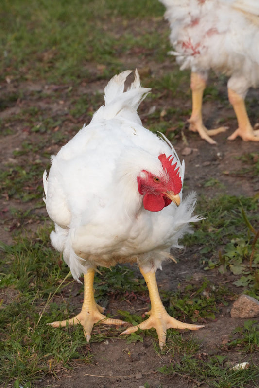 Chicken Season is Here – Pre-Orders Now Open!