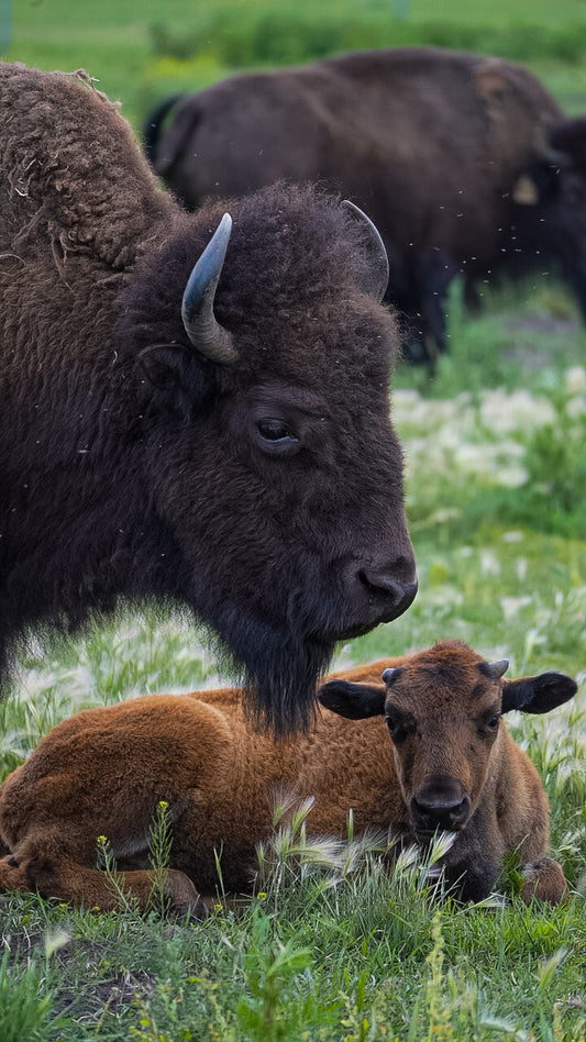 The Journey of Tallow: Respect, Patience, and Care